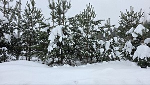 ул. Майская, уч. 25, д. Дмитриво, с. Рахманово, г.о. Павловский Посад